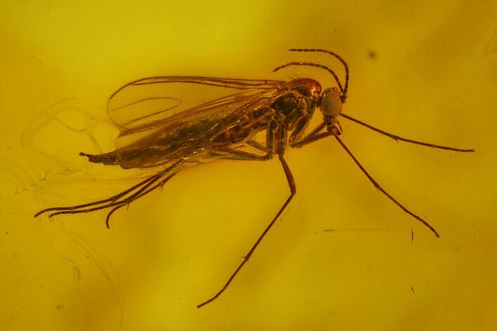 Detailed Fossil Fly (Diptera) In Baltic Amber #170081